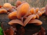 Auricularia