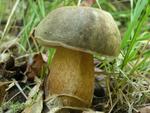 Boletus aereus