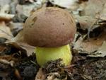 Boletus appendiculatus