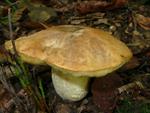 Boletus depilatus