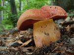 Boletus dupainii