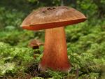 Boletus erythropus