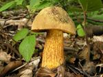 Boletus luridus