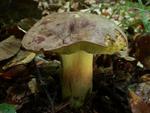 Boletus pseudoregius