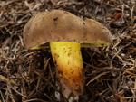 Boletus pulverulentus