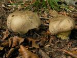 Boletus radicans