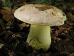 Boletus regius