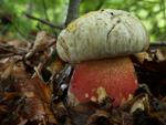 Boletus satanas