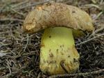 Boletus subappendiculatus