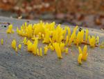 Calocera cornea