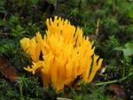 Calocera viscosa