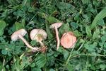 Calocybe carnea