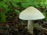 Calocybe