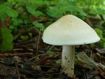 Calocybe