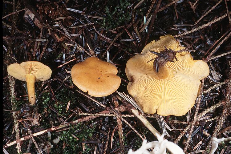 calocybe_chrysenteron_gm1.jpg