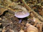 Calocybe ionides