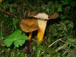 Cantharellus aurora