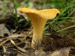 Cantharellus