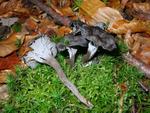 Cantharellus cinereus