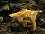 Cantharellus friesii