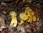 Cantharellus ianthinoxanthus