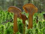 Cantharellus tubaeformis