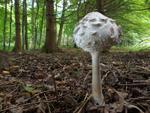 Chlorophyllum rhacodes