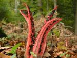 Clathrus archeri