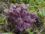 Clavaria zollingeri