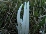 Clavaria fragilis