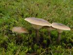 Clitocybe clavipes