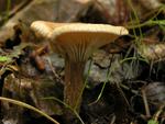 Clitocybe costata