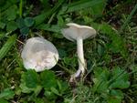 Clitocybe dealbata