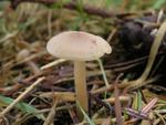 Clitocybe fragrans