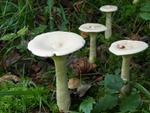 Clitocybe geotropa