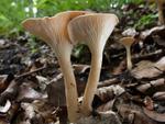 Clitocybe gibba