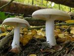 Clitocybe nebularis