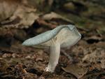 Clitocybe odora