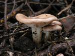 Clitocybe radicellata