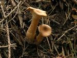 Clitocybe sinopica