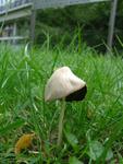 Conocybe lactea