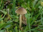 Conocybe