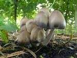 Coprinus atramentarius