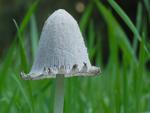 Coprinus cinereofloccosus