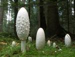 Coprinus comatus