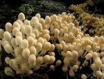 Coprinus disseminatus