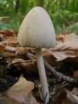 Coprinus domesticus