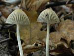 Coprinus impatiens