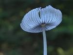 Coprinus lagopus