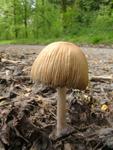 Coprinus micaceus